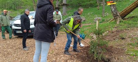 zasaditev smrekic (4)